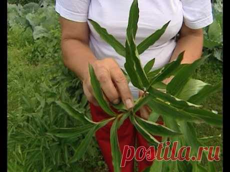 Советы тети Тани. Деление пионов