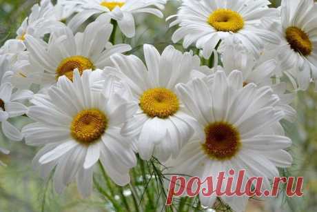 сообщение SelenArt : Ромашки.. (09:11 10-03-2014) [4278666/316423381] - mamatalya@mail.ru - Почта Mail.Ru