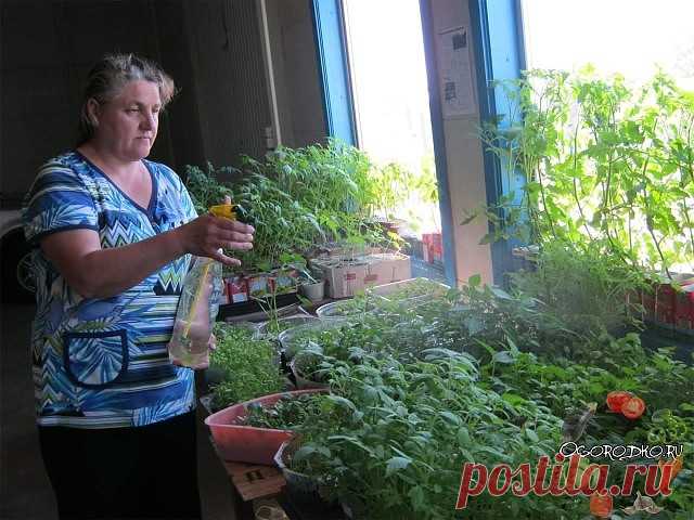 10 помощников дачника из аптеки и хозяйственного магазина 

В начале каждого дачного сезона я обязательно заглядываю в аптеку и хозяйственный магазин. Зачем? Скажу по секрету, что самые простые средства помогают решить множества сложных садово - огородных проблем. 

В аптеке были куплены дегтярное и серно-дегтярное мыло. Они хороши для добавления в отвары и настои трав против вредителей и болезней, потому что не просто обеспечивают хорошее прилипание, но еще и сами обладаю...