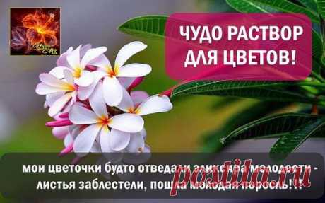 Всё про цветы ღஐஐღ&quot;ЦветNik&quot;ღஐஐღ
Зура Жемалутдинова-Черепанова