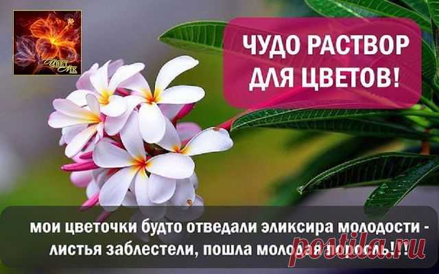 Всё про цветы ღஐஐღ"ЦветNik"ღஐஐღ
Зура Жемалутдинова-Черепанова