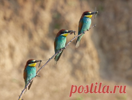 Троица щурок золотистых в поселке Этока, Ставропольский край. Автор фото – Виктор Горбенко: nat-geo.ru/community/user/176998 Доброе утро!