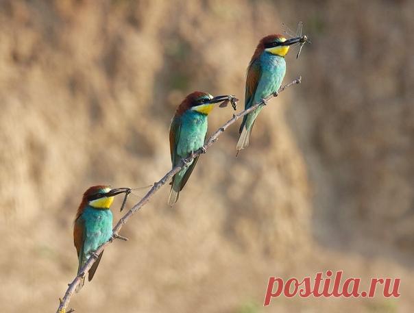 Троица щурок золотистых в поселке Этока, Ставропольский край. Автор фото – Виктор Горбенко: nat-geo.ru/community/user/176998 Доброе утро!