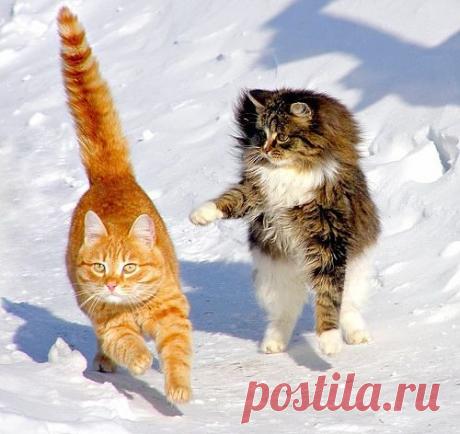 Одноклассники