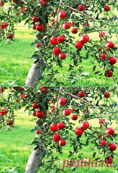 Как правильно сажать яблоню: 7 главных советов.