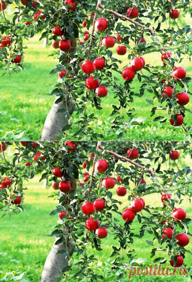 Как правильно сажать яблоню: 7 главных советов.