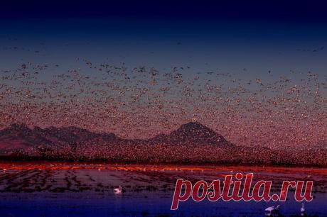 Фотографии самых драматических миграций животных