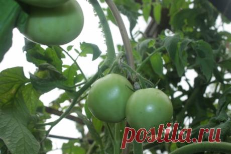 НА ВСЕ СЛУЧАИ ОГОРОДНЫХ ЗАБОТ ВОТ НЕСКОЛЬКО СОВЕТОВ! - Садоводка