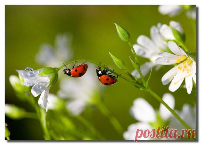 Развитие ребенка от рождения до школы