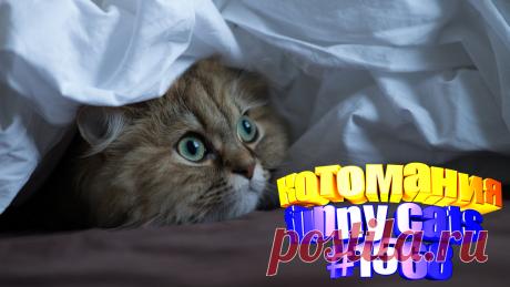 Любите смотреть видео про смешных котов? Приятного просмотра 😍. бесплатные видео котов бесплатные видео кошки видео где кот видео где кошки видео для кошек видео коте видео котов видео коты видео кошек видео кошки видео о кошках видео про котов видео про кошек смешно видео про кошку смешное видео с котом для котов видео кота видео котомания коты коты видео кошки кошки видео про кошку видео ролики про котов с котами #смешныекоты #kittylove #видеопрокотов #видеоскотами