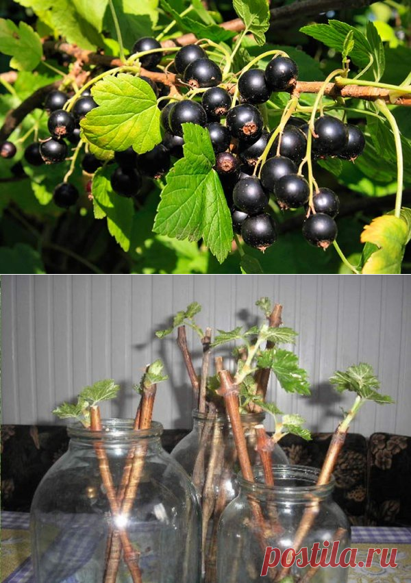 Среди цветов и зелени - черенки смородины!