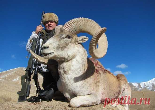 В Киргизии предлагают ввести мораторий на отстрел некоторых видов редких животных | Живой мир - природа
