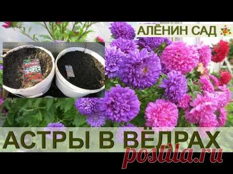 СУПЕР СПОСОБ Астры в ведрах!!! Посев астры в ведра