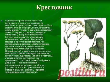Крестовник