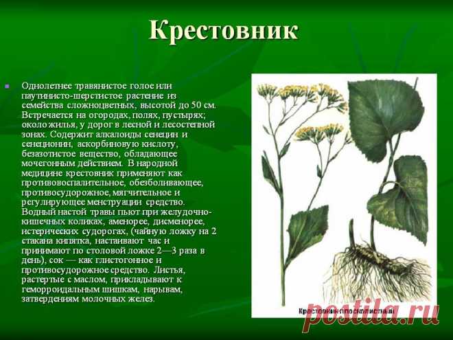 Крестовник