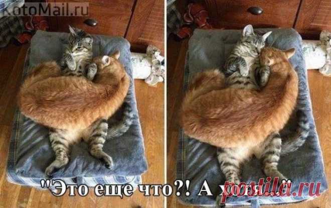 Неожиданный сосед! | KotoMail.ru