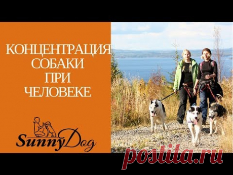 Концентрация собаки при человеке