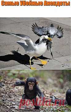 (99) Одноклассники