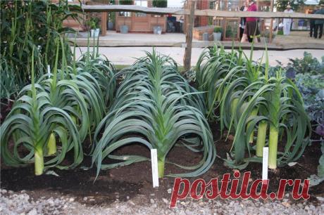 Лук порей. Секреты выращивания.