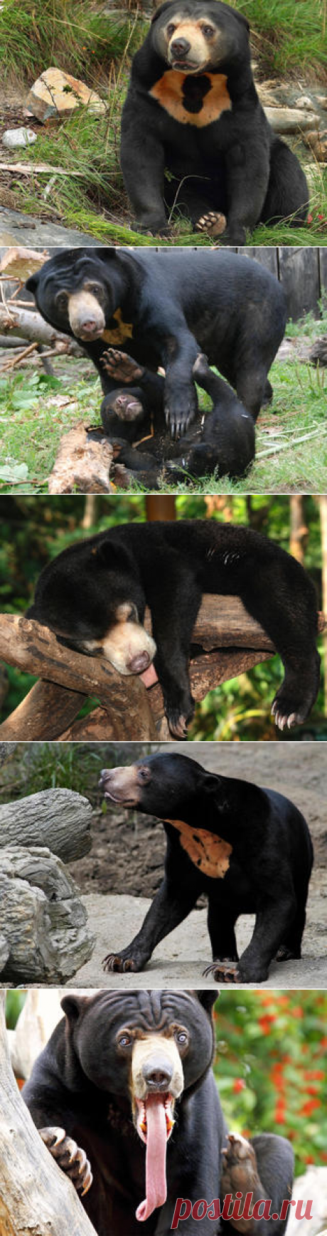 Смотреть изображения малайских медведей | Зооляндия
