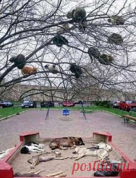 Коты прилетели, собаки в обмороке...)))