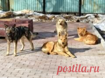20 августа отмечается "Всемирный день бездомных животных"