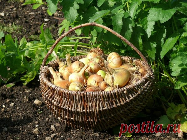 Почему лучше посадить лук именно под зиму
