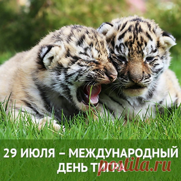 «Тигры» — лидеры всегда,
Их энергия — сильна.
Облик их — очарование,
Взгляд — заслуженный внимания.