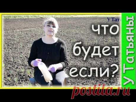 А ТЫ пробовал на своем участке сажать КИСЕЛЬ? Правда удобно и экономно?