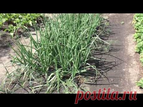 Большой обзор моего участка на первое июля. Часть 1.