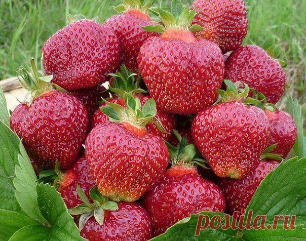 подкормка клубники