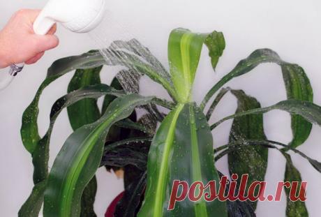Горячий душ для комнатных растений. Как правильно вымыть цветы | Комнатные растения | Яндекс Дзен
