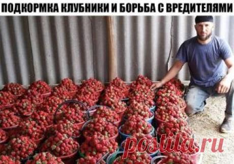 ДВА В ОДНОМ - ПОДКОРМКА КЛУБНИКИ И БОРЬБА С ВРЕДИТЕЛЯМИ
Моя подруга жалуется, что не успевает собирать ягоды - их так много. Утверждает, что секрет в этой подкормке. Может кого то заинтересует, попробуйте.
Состав: 1 стакан золы залить 1-2 литрами кипятка, до остывания, 2гр. марганцовки, 2гр. борной кислоты (порошок), 1 ст. ложка йода. Золу процедить, все это на ведро воды. Сразу намешиваю в бочку и опрыскиваю, до полного смачивания листвы. Это и подкормка микро и макро эле...