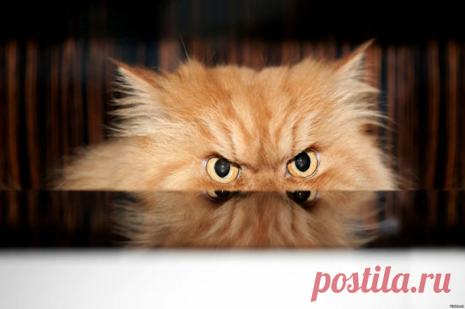 😺Словарь-переводчик с кошачьего на человеческий: как понять, что хочет сказать вам ваша кошка | Нос, хвост, лапы | Дзен