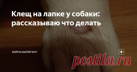 Клещ на лапке у собаки: рассказываю что делать Весной клещи самые распространенные паразиты, о которых много говорят. Их опасность в том, что клещи могут причинить вред здоровью собаки любого размера и не зависимо от возраста. Если вы заметили, что у собаки клещ на лапке, то необходимо срочно принимать меры. Разберемся, что делать при обнаружении опасного паразита. Пошаговая инструкция: Важно помнить, что при укусе клеща у собаки может возникнуть инфекция и развиться после...