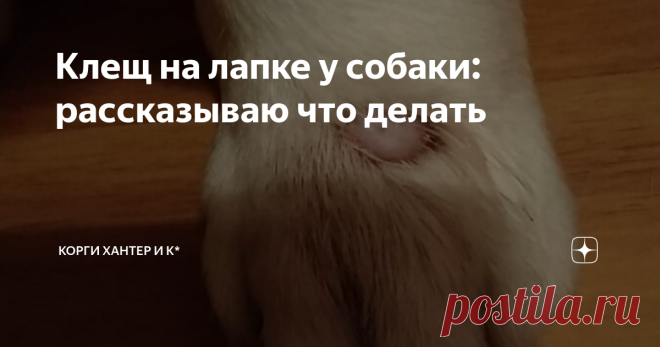 Клещ на лапке у собаки: рассказываю что делать Весной клещи самые распространенные паразиты, о которых много говорят. Их опасность в том, что клещи могут причинить вред здоровью собаки любого размера и не зависимо от возраста. Если вы заметили, что у собаки клещ на лапке, то необходимо срочно принимать меры. Разберемся, что делать при обнаружении опасного паразита. Пошаговая инструкция: Важно помнить, что при укусе клеща у собаки может возникнуть инфекция и развиться после...
