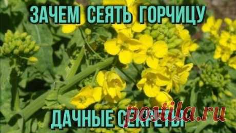 ГОРЧИЦА НА ДАЧЕ
Если посеять ее за три недели до основной культуры, она избавит от 
многих проблем.
Избавить участок от болезней, вредителей и сорняков (одним махом!) 
способны сидераты (зеленые удобрения), в частности, горчица (сарептская,
черная и белая). Эта культура легко переносит низкие температуры, так 
что сеять ее можно уже в начале мая.
Куда посеять:
Чтобы горчица принесла участку пользу, она должна расти 3 недели. Сейчас
самое время посеять на грядки, предназначенные для томатов, пе