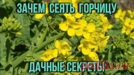 ГОРЧИЦА НА ДАЧЕ
Если посеять ее за три недели до основной культуры, она избавит от 
многих проблем.
Избавить участок от болезней, вредителей и сорняков (одним махом!) 
способны сидераты (зеленые удобрения), в частности, горчица (сарептская,
черная и белая). Эта культура легко переносит низкие температуры, так 
что сеять ее можно уже в начале мая.
Куда посеять:
Чтобы горчица принесла участку пользу, она должна расти 3 недели. Сейчас
самое время посеять на грядки, предназначенные для томатов, пе