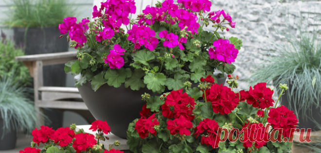 Da pelargonije (đirani) cvjetaju 