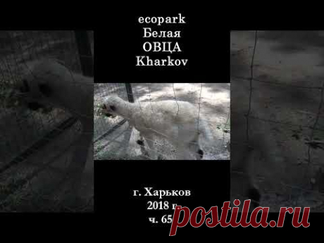 █ ЭкоПарк Харьков ч.65 / Белая ОВЕЧКА / 2018 г. #shorts