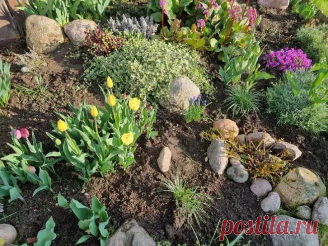 Весенние секреты пышного цветника: что нужно сделать сейчас, чтобы летом восхищались все соседи. Следуя этим правилам, вы создадите цветник, который станет главным украшением участка.