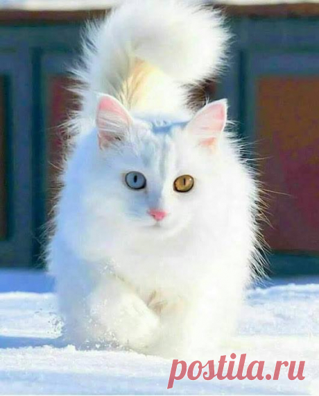 (2) Facebook