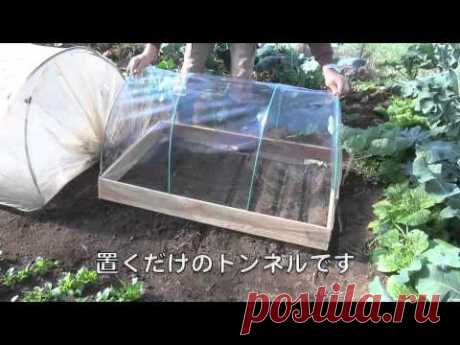 Выращивание овощей на малых площадях. Япония..