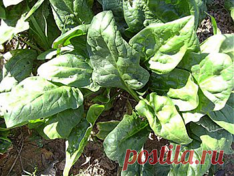 Шпинат - королевский продукт