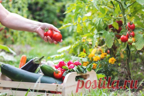 Смешанные посадки — каким культурам лучше расти вместе