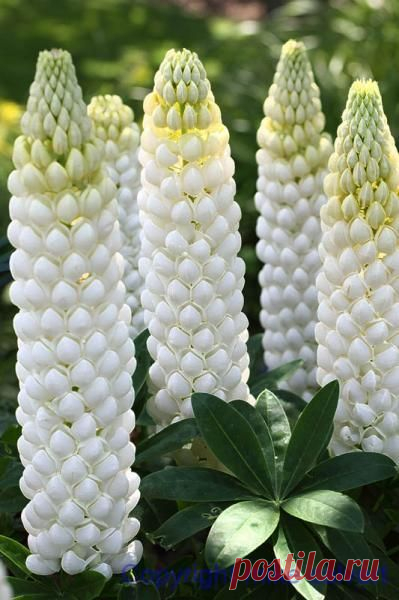 ~White Lupine 'Polar Princess'