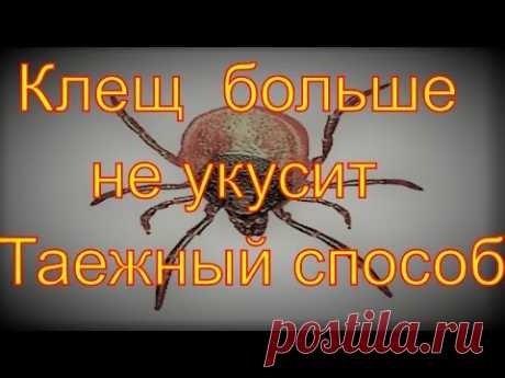 Энцефалитный Клещ больше не укусит Дедовский способ от клещей