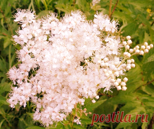 Травы для крепкой памяти и ясного ума. Примеры ноотропных фитосборов | Фитоконсультант | Яндекс Дзен