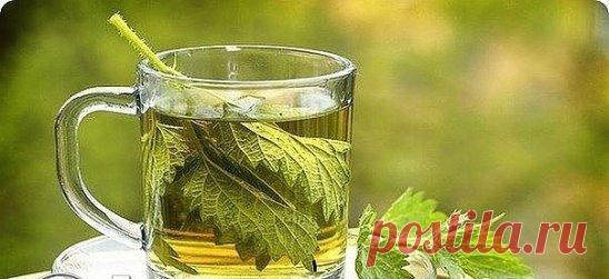 Применяем травы с умом!
87 трав: показания и противопоказания
К сожалению травы не так безопасны, как принято считать. Ниже перечислены самые распространенные опасные растения. Может быть не стоит относиться к этому очень категорично, но учитывать все же очень желательно.
И еще: 