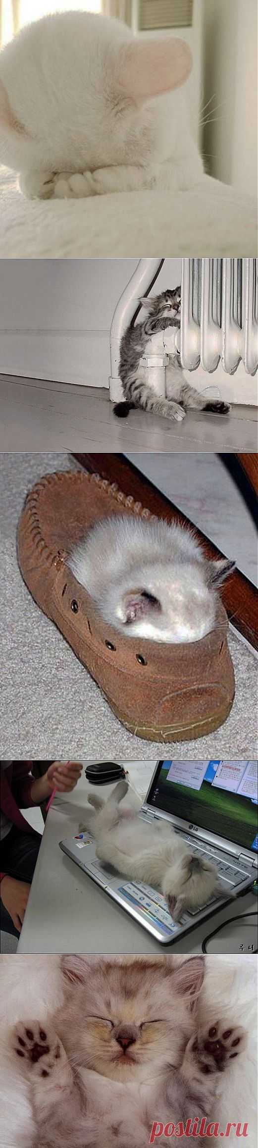Смешные картинки животных — (Котята)